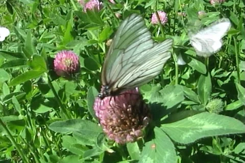 Butterflies 06 Stock Footage 997155