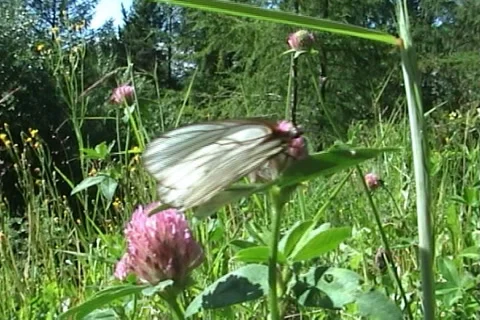 Butterflies 07 Stock Footage 997178
