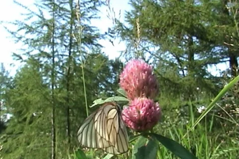 Butterflies 08 動画素材 997378