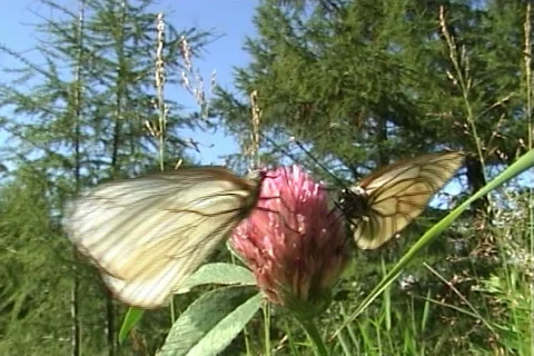 Butterflies 09 動画素材 997391