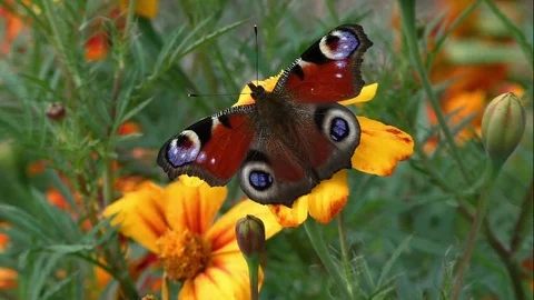 Butterflies 1 스톡 동영상 82447644