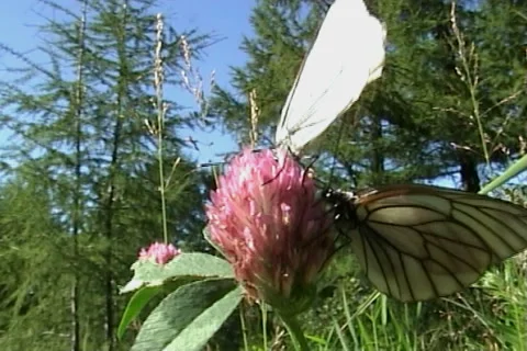 Butterflies 10 Stock Footage 998132