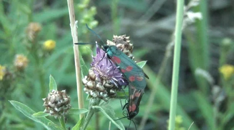 Butterflies 2 Stock Footage