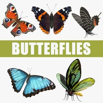 Butterflies 3D Models Collection 3D Model