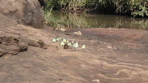 Butterflies on African Stream Stock Footage