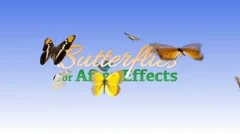 Butterflies Stock After Effects
