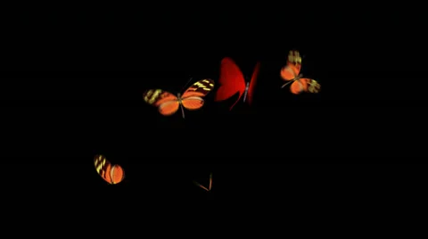 Butterflies with alpha channel Stock Footage