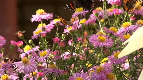 Butterflies and bee Stock Footage 62212121