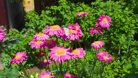 Butterflies and bee on pink pyrethrum flowers in sunny garden Stockbeeldmateriaal 340919830