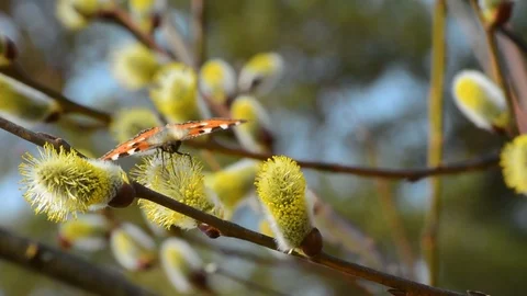 Butterflies and bees collect nectar on spring flowers in sunny weather Stock Footage 88778148