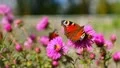 The butterflies and bees on the flowers HD Footage