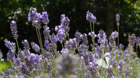 Butterflies and Bees Stock Footage 97959671