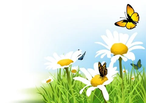 Butterflies And Daisy Stock Illustration