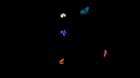 Butterflies animations Mixed Few Stock Footage 100532084