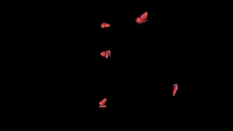 Butterflies animations Mixed Swarm Stock Footage 100532099