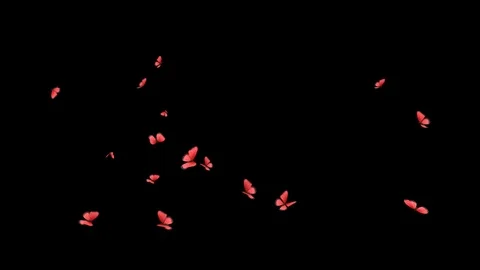 Butterflies animations Mixed Swarm Stock Footage 100532107