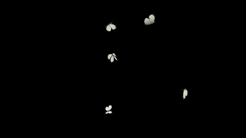 Butterflies animations Mixed Swarm Stock Footage 100532110