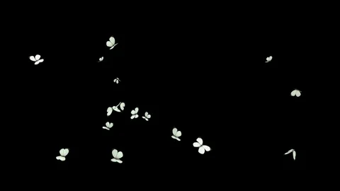 Butterflies animations Mixed Swarm Stock Footage 100532115