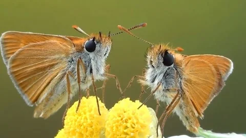 Butterflies are making out Stock Footage 289451805