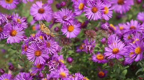 Butterflies on Asters Stock Footage 35660479
