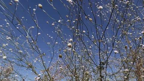 Butterflies on an autumn bush Stock Footage 343628126