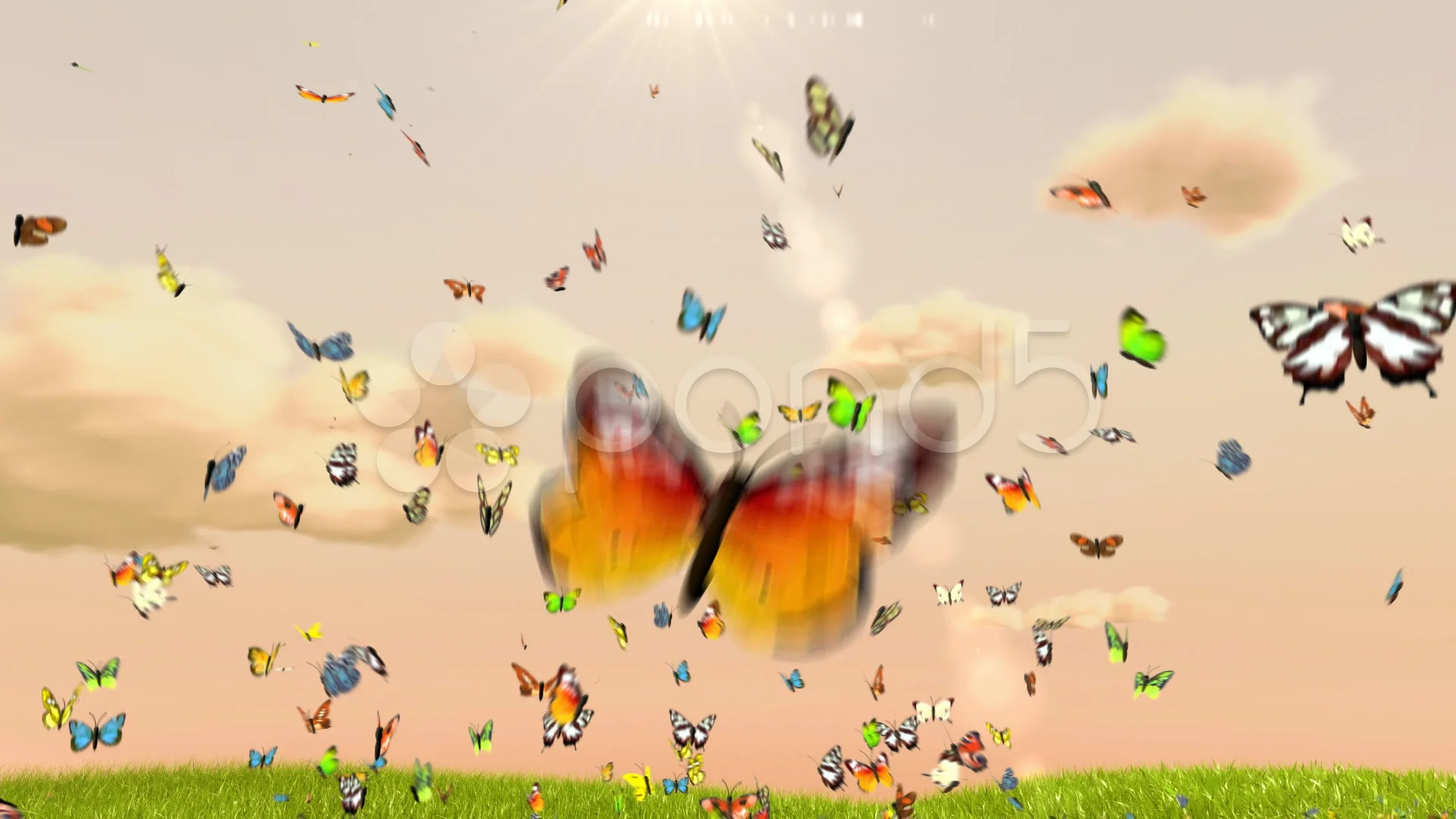 Butterflies background, cg animation | Stock Video | Pond5