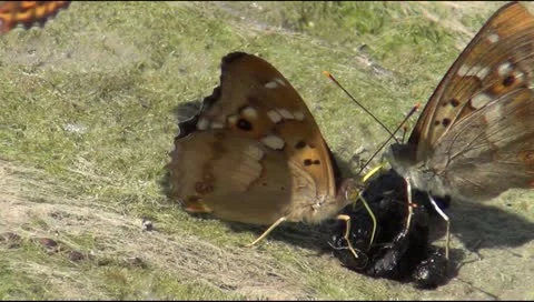 Butterflies on the beach Video stock 12521230