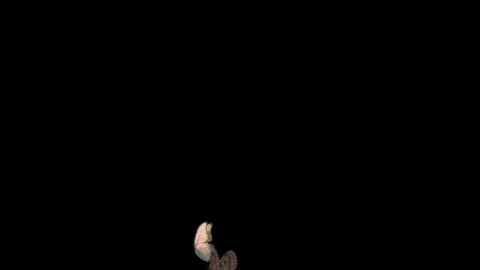 Butterflies on black background Stock Footage 84466888