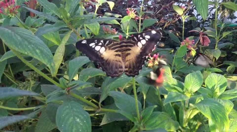 Butterflies Busy Working Vídeo Stock 11722616
