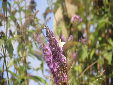 Butterflies - cabbage white on buddleia Stock Footage 76796768