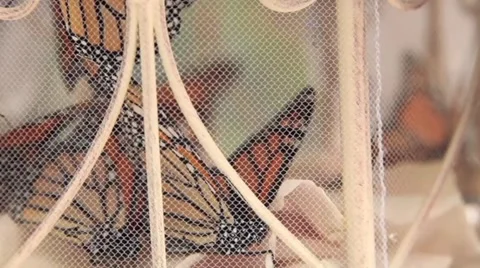 Butterflies Caged HD Video stock 3677414