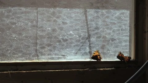 Butterflies in captivity in an old barn sit by the window Stock Footage 239192727