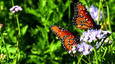 Butterflies Up Close 動画素材 32972840