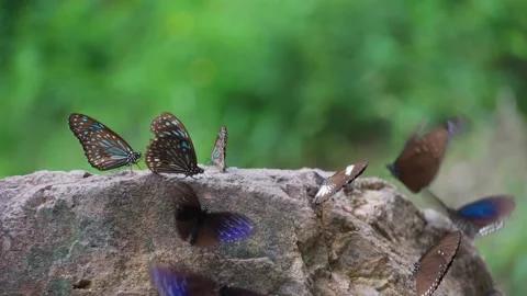Butterflies cluster on rocks by the waterfall. Stock Footage 282071413