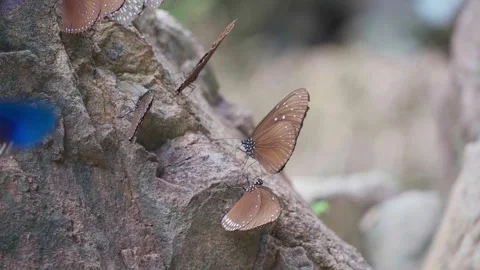Butterflies cluster on rocks by the waterfall. Stock Footage 282071760