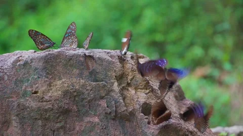 Butterflies cluster on rocks by the waterfall. Stock Footage 282071853