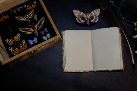 Butterflies Collector Background Composition Stock-Fotos