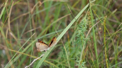 Butterflies copulate 스톡 동영상 117223441