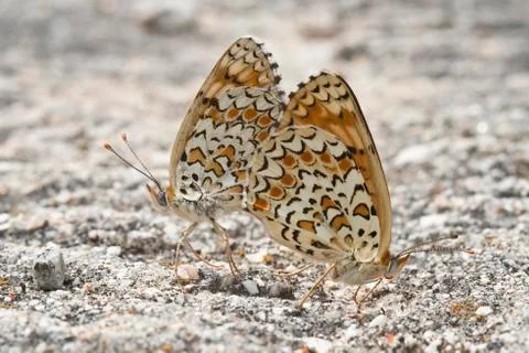 Butterflies copulating. Stock Photos