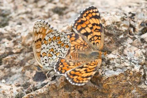Butterflies copulating. Stock Photos