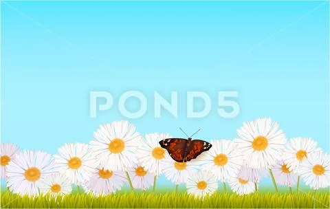 Butterflies, daisy, grass chamomile sky nature field Stock Illustration
