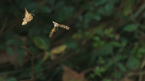 Butterflies dance Stock Footage 71934355