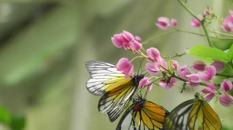 Butterflies dancing on flower Stock Footage 22759131