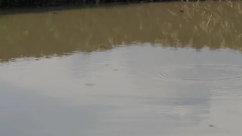 Butterflies dancing Video stock 344816730