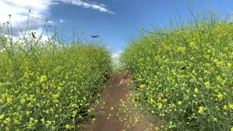 Butterflies down path slo motion 스톡 동영상 301130078