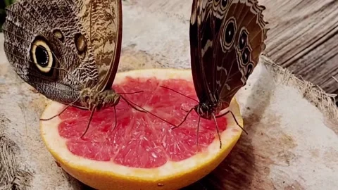 Butterflies drink from a grapefruit Stock Footage 157583540