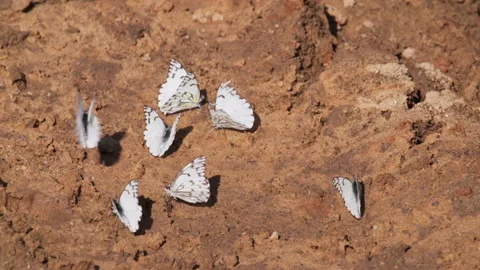 Butterflies drinking Stock Footage 142212069