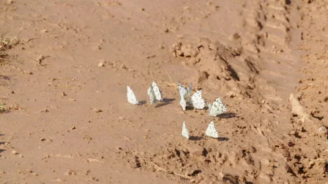 Butterflies drinking Stock Footage 142212155