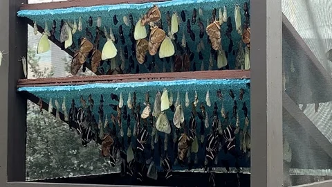 Butterflies drying their wings Stock Footage 180656747