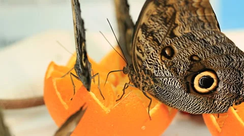 Butterflies Eating Stock Footage 31900491